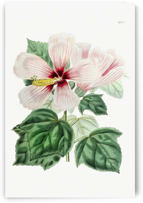 Marsh hibiscus from Edwards Botanical Register 1829-1847  by Sydenham Edwards John Lindley and James Ridgway. by IStockHistory com