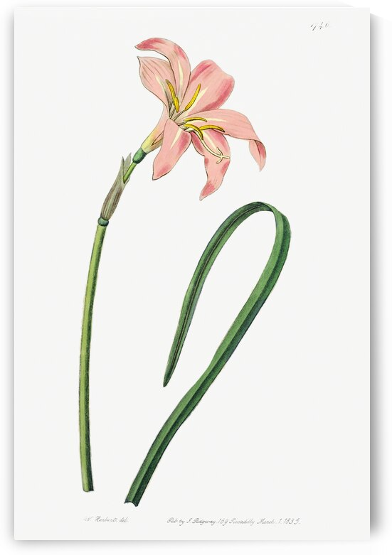 Spofforth Zephyranthes from Edwards Botanical Register 1829-1847  by Sydenham Edwards John Lindley and James Ridgway. by IStockHistory com