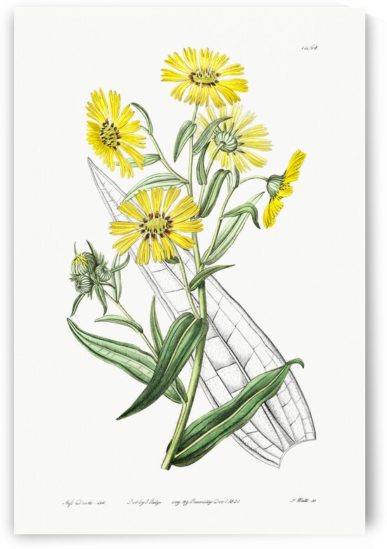 Elegant madia from Edwards Botanical Register 1829-1847  by Sydenham Edwards John Lindley and James Ridgway. by IStockHistory com