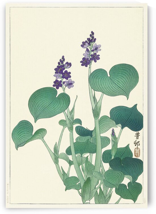 Blooming hosta 1920 - 1930 by Ohara Koson 1877-1945. by IStockHistory com