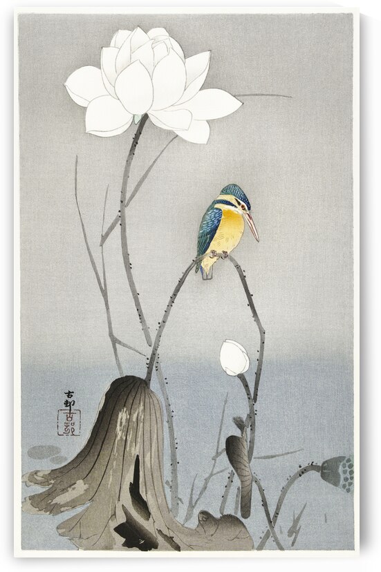 Kingfisher with Lotus Flower 1900 - 1945 by Ohara Koson 1877-1945. by IStockHistory com