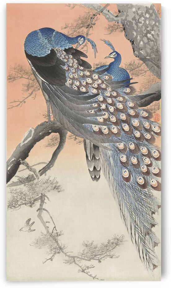 Two peacocks on tree branch 1900 - 1930 by Ohara Koson 1877-1945. by IStockHistory com