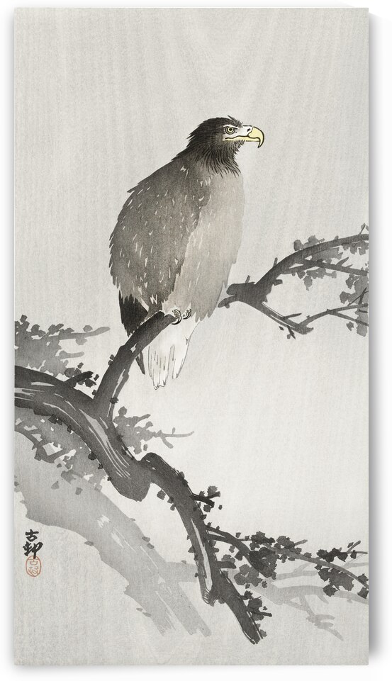 White-tailed eagle on branch 1900 - 1930 by Ohara Koson 1877-1945. by IStockHistory com