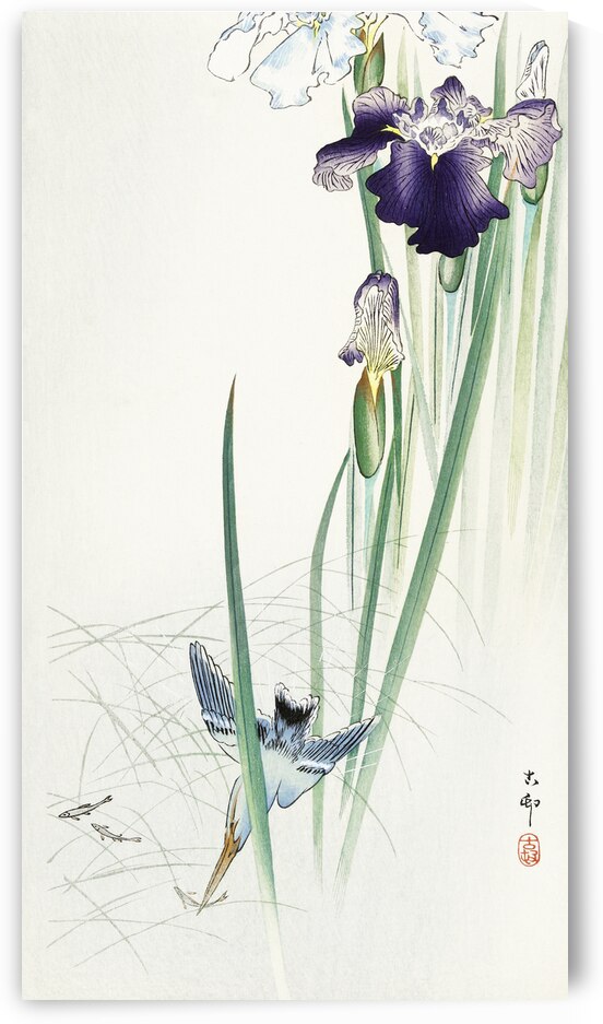 Kingfisher and irises 1900 - 1930 by Ohara Koson 1877-1945. by IStockHistory com
