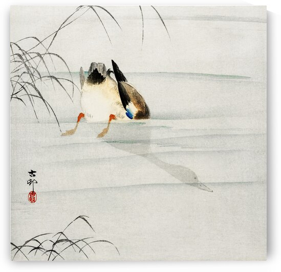 Mallard the head under water 1900 - 1930 by Ohara Koson 1877-1945. by IStockHistory com