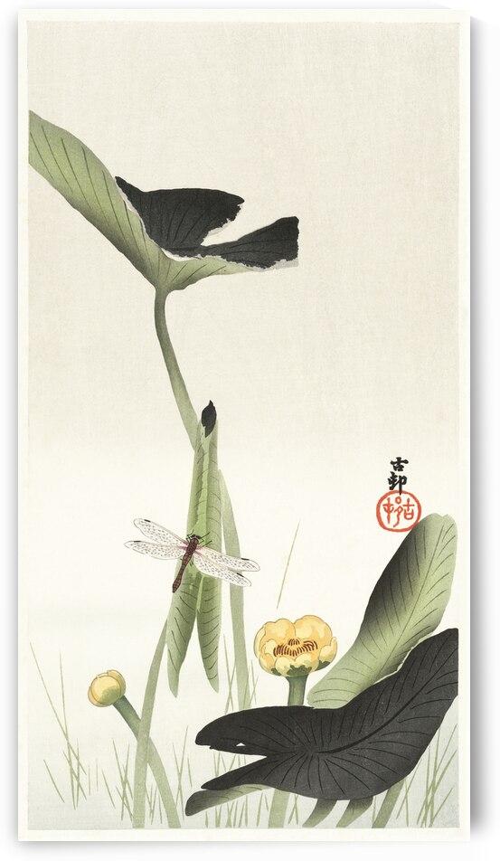 Libelle and lotus 1900 - 1930 by Ohara Koson 1877-1945. by IStockHistory com