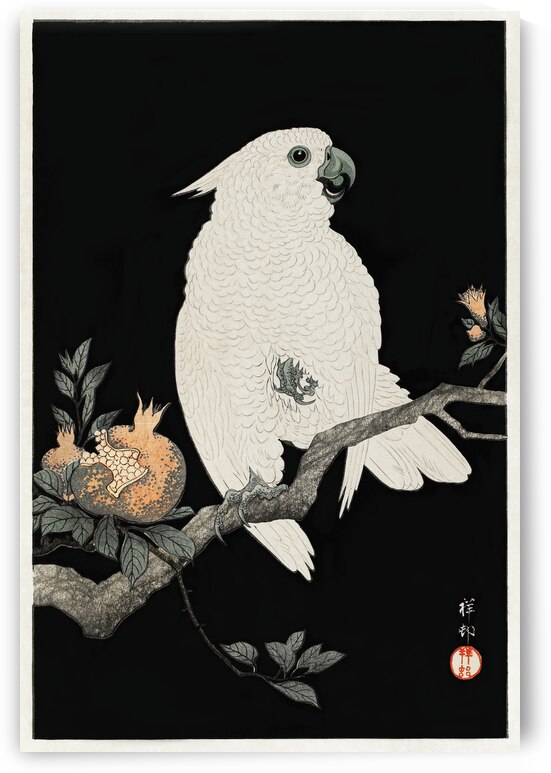 Cockatoo with pomegranate 1927 by Ohara Koson 1877-1945. by IStockHistory com
