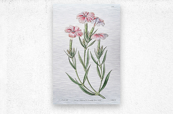 Prince Bisignanos tree pink from Edwards Botanical Register 1829-1847  by Sydenham Edwards John Lindley and James Ridgway.  Metal print