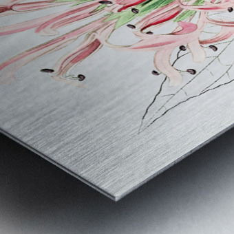 Flesh-colored justicia from Edwards Botanical Register 1829-1847  by Sydenham Edwards John Lindley and James Ridgway. Metal print