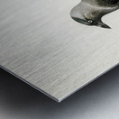 Coloeus monedula Metal print