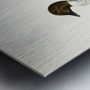 Goldeneye male Bucephala clangula Metal print