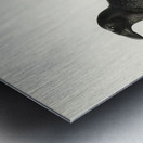 Common raven Corvus corax Metal print