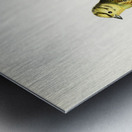 Yellowhammer male Emberiza citrinella Metal print