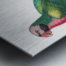 Moustached parakeet  Metal print