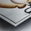 Sea-Eagle Raja Aquila Metal print