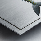 Jumper Scomber Saliens Metal print