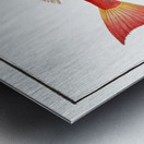 Streaked Gurnard Trigla lineata Metal print