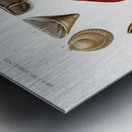 Different types of mollusks Metal print