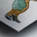 Young motmot  Metal print