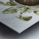 Swamp Hare Lepus aquaticus  Metal print