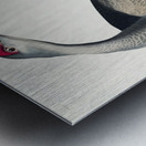 Hooping Crane Metal print