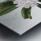 Rhododendron Rhododendron maximum 1880 Metal print