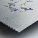 Harebell Campanula rotundifolia 1916 Metal print