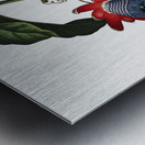 The Winged Passion-Flower Metal print