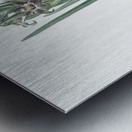 Ferraria illustration  Metal print