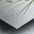 Slime Lily illustration  Metal print