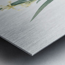 Yellow banded iris illustration  Metal print