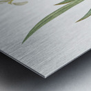 Crimean iris illustration  Metal print