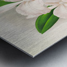 Cattleya kimballiana Metal print