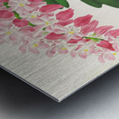 Aerides maculosum Metal print