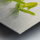 Cypripedium lawrenceanum var hyeanum Metal print