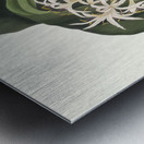 Crinum Pedunculatum. [River Lily] 1834 Metal print