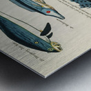 Colourful and surreal illustrations of fishes found in Moluccas Indonesia and the East Indies by Louis Renard 1678 -1746 from Histoire naturelle des plus rares curiositez de la mer des Indes 1754. Metal print