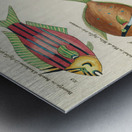 Colourful and surreal illustrations of fishes found in Moluccas Indonesia and the East Indies by Louis Renard 1678 -1746 from Histoire naturelle des plus rares curiositez de la mer des Indes 1754. Metal print