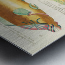 Colourful and surreal illustrations of fishes found in Moluccas Indonesia and the East Indies by Louis Renard 1678 -1746 from Histoire naturelle des plus rares curiositez de la mer des Indes 1754. Metal print