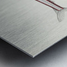 Antique fish Photichthys argenteus NZ : Lighthouse fish South Pacific Fishes by Frank Edward Clarke 1849-1899.  Metal print