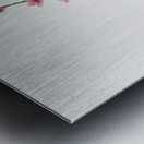 Peach blossoms Prunus persica from Pomona Italiana 1817 - 1839 by Giorgio Gallesio 1772-1839.  Metal print