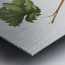 Vermentino grapes Vitis ligustica feracissima from Pomona Italiana 1817 - 1839 by Giorgio Gallesio 1772-1839.  Metal print