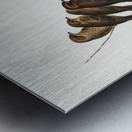 Little Wood Swallow Artamus minor Vieill illustrated by Elizabeth Gould 1804–1841 for John Gould’s 1804-1881 Birds of Australia  Metal print