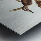 Selby’s Colluricincla Colluricincla Selbii illustrated by Elizabeth Gould 1804–1841 for John Gould’s 1804-1881 Birds of Australia  Metal print