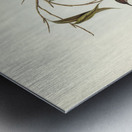 Obscure Honey-eater Myzomela obscura illustrated by Elizabeth Gould 1804–1841 for John Gould’s 1804-1881 Birds of Australia  Metal print