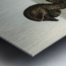 Musk Duck Biziura lobata illustrated by Elizabeth Gould 1804–1841 for John Gould’s 1804-1881 Birds of Australia  Metal print