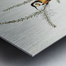 Slender-billed Spine-bill Acanthorhynchus tenuirostris illustrated by Elizabeth Gould 1804–1841 for John Gould’s 1804-1881 Birds of Australia  Metal print