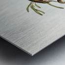 Plain-coloured Acanthiza Acanthiza inornata illustrated by Elizabeth Gould 1804–1841 for John Gould’s 1804-1881 Birds of Australia  Metal print