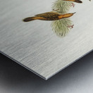 Rufous-headed Warbler Cysticola ruficeps illustrated by Elizabeth Gould 1804–1841 for John Gould’s 1804-1881 Birds of Australia  Metal print