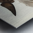 Black-bellied Storm Petrel Thalassidroma melanogaster illustrated by Elizabeth Gould 1804–1841 for John Gould’s 1804-1881 Birds of Australia  Metal print